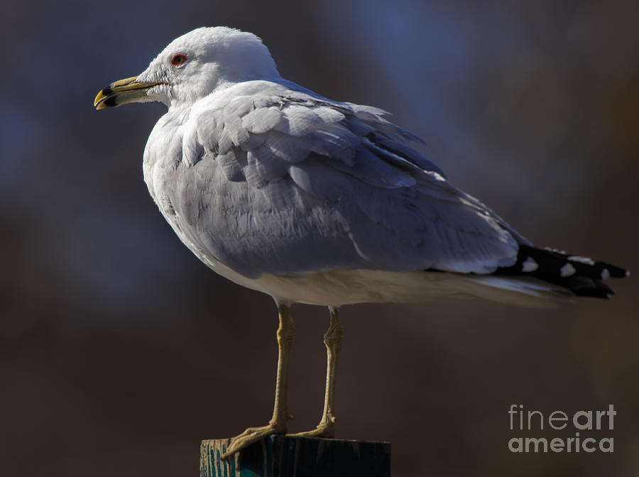 Sam Stoic Seagull Photograph by Mary Lou Chmura