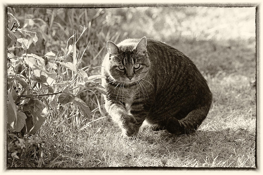 Sam the Cat Sepia with border Photograph by Mary Lee Dereske