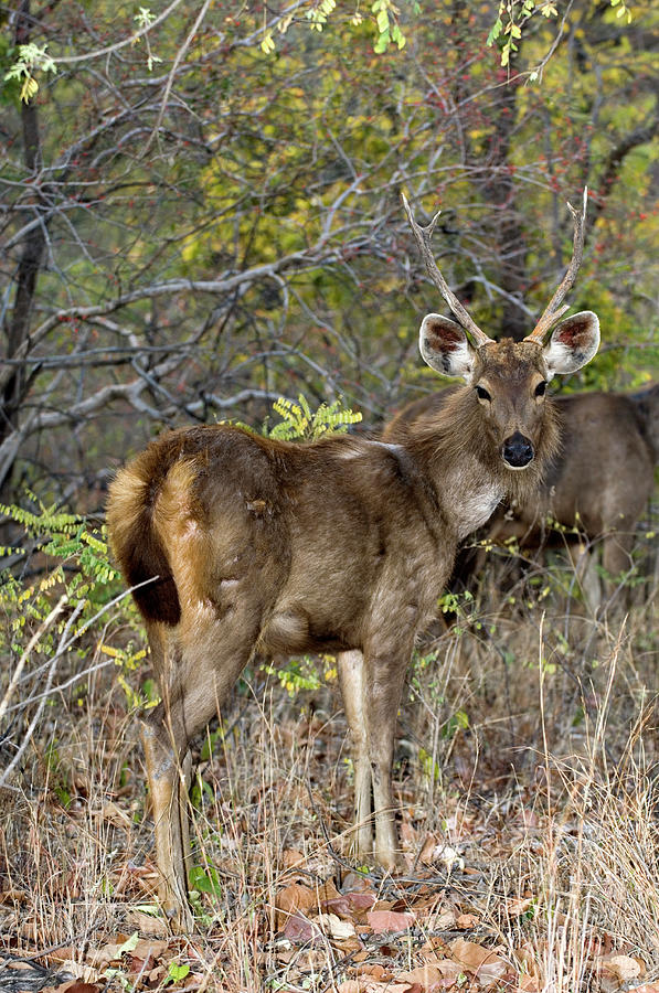 Sambar Deer Stag Photograph by Tony Camacho/science Photo Library