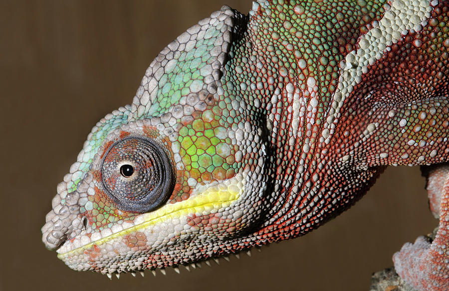 Sambava Panther Chameleon Photograph by Nigel Downer | Fine Art America