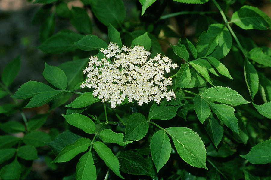 Sambucus Nigra Photograph by Dan Sams/science Photo Library Fine Art