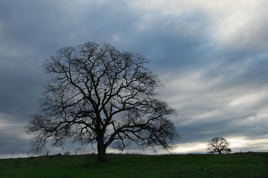 Same Tree Many Skies 10 Photograph by Robert Woodward