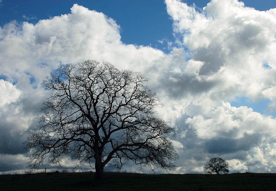 Tree Photograph - Same Tree Many Skies 13 by Robert Woodward