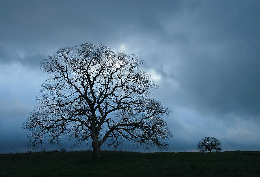 Tree Photograph - Same Tree Many Skies 14 by Robert Woodward