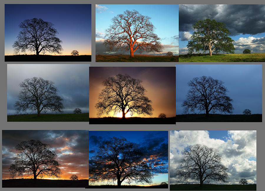 Same Tree Many Skies Montage Photograph by Robert Woodward