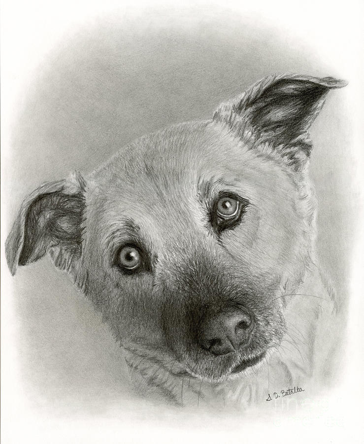 German Shepherd Mix Drawing - German Shepherd Mix- Sami by Sarah Batalka German Shepherd Mix Drawing - German Shepherd Mix- Sami by Sarah Batalka
