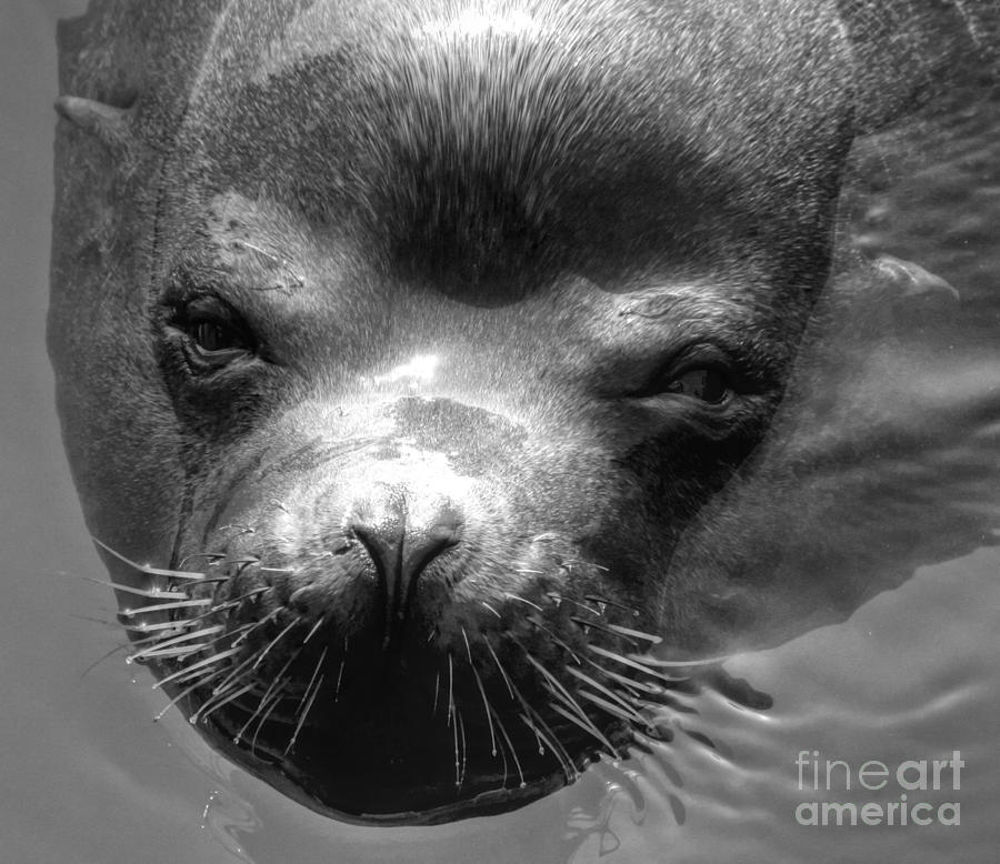 Sammy Sea Lion Photograph by Tap On Photo