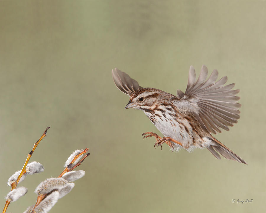 Sammy the Song Sparrow Photograph by Gerry Sibell