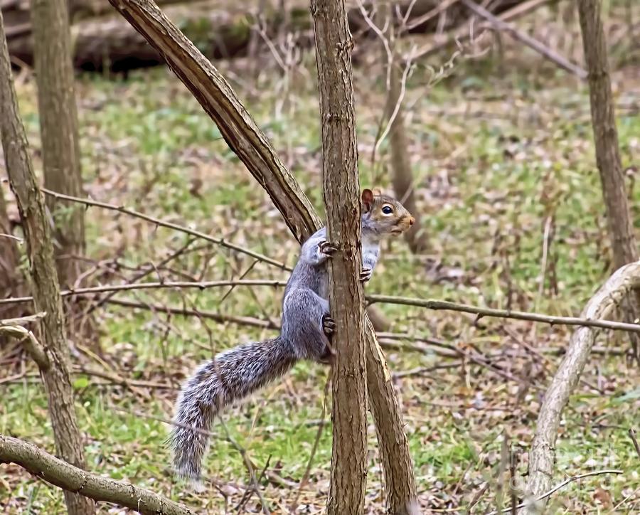 Sammy the Squirrel Photograph by Jim Lepard
