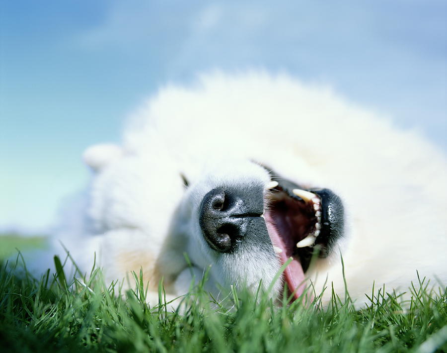 Samoyed Dog lying in grass with mouth open, ground view, close-up Photograph by Jerry Driendl