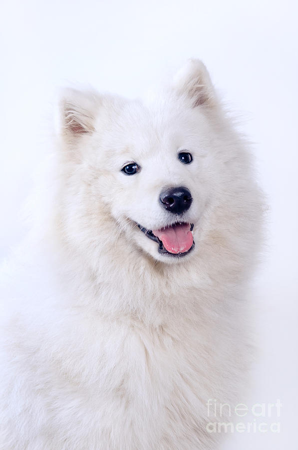 Samoyed dog portrait Photograph by Viktor Pravdica