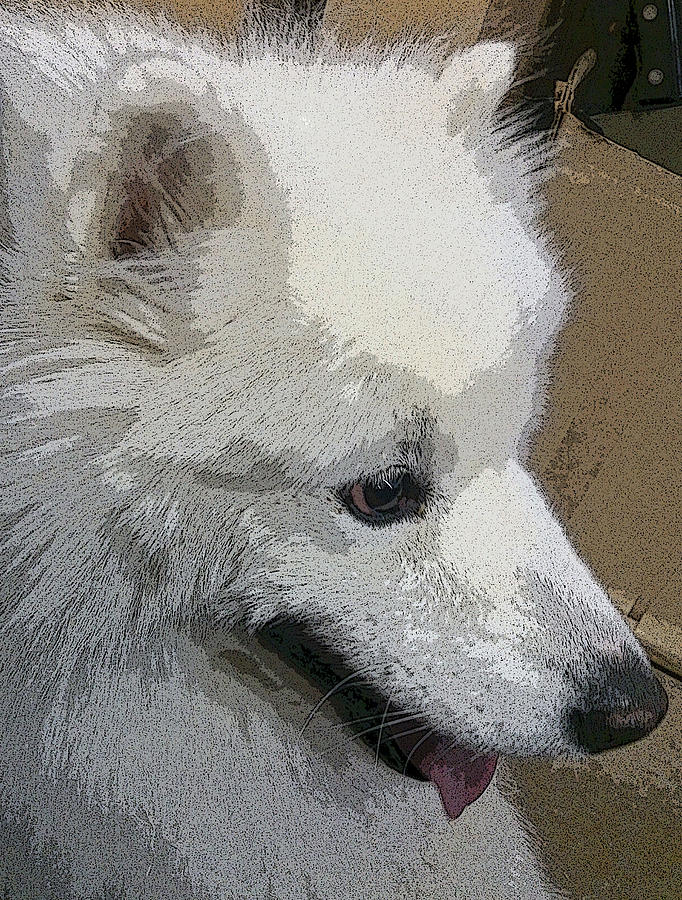 Samoyed Digital Art by Lovina Wright - Fine Art America