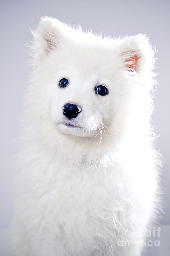 Animal Photograph - Samoyed by Viktor Pravdica