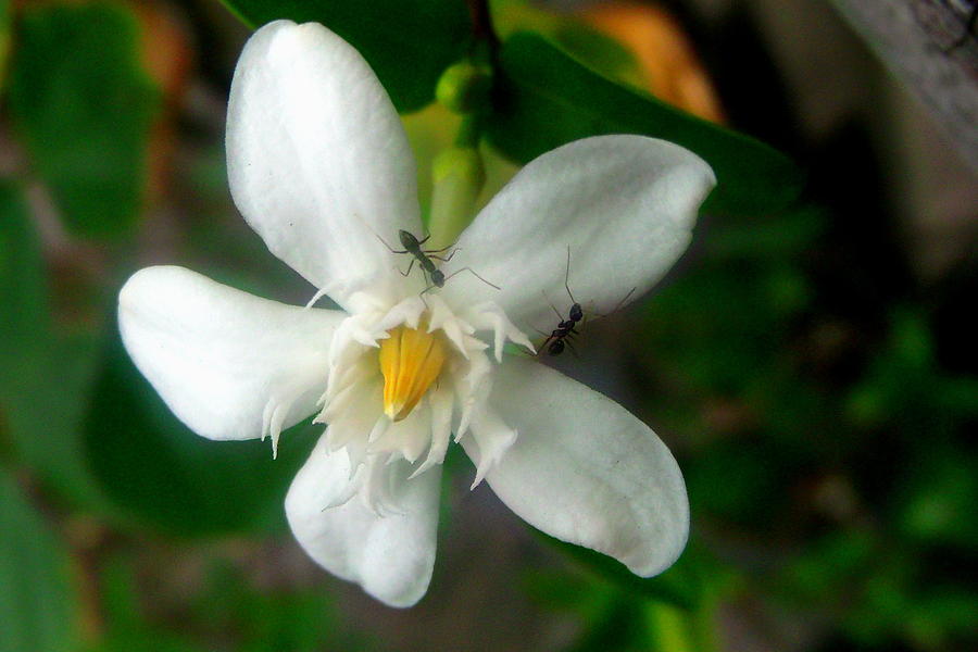 Sampaguita Photograph by Lad De dios | Fine Art America