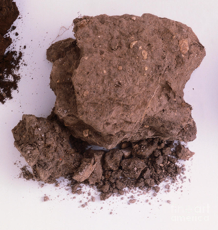 Sample Of Chalk Soil Photograph by Dorling Kindersley