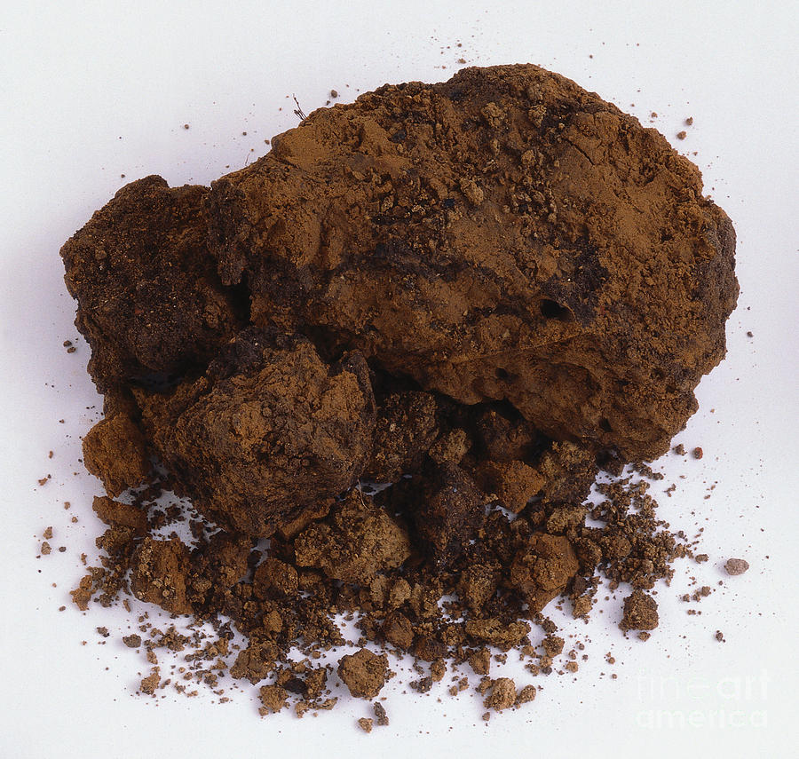 Sample Of Clay Soil Photograph by Dorling Kindersley Fine Art America