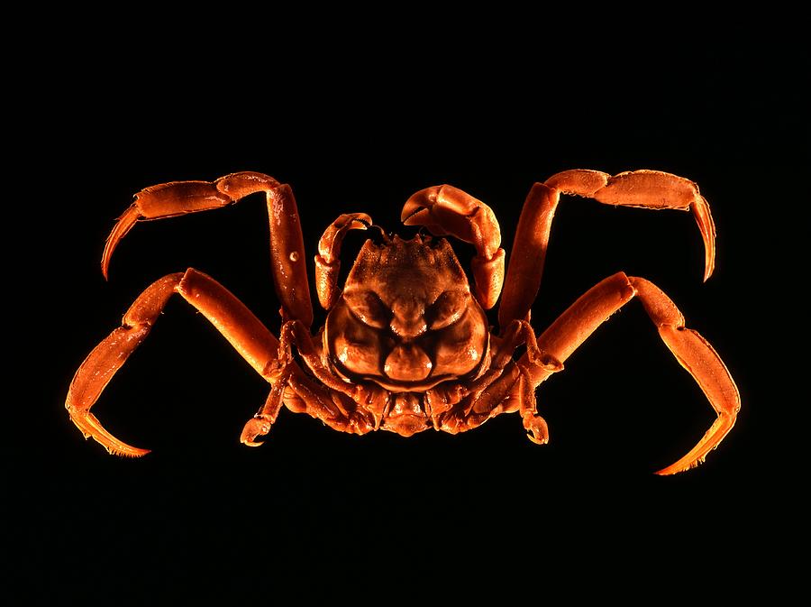 Samurai crab Photograph by Science Photo Library