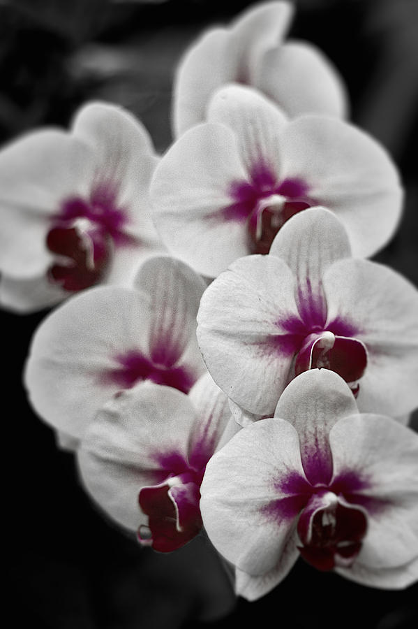 Samurai Orchids  Photograph by Stuart Litoff