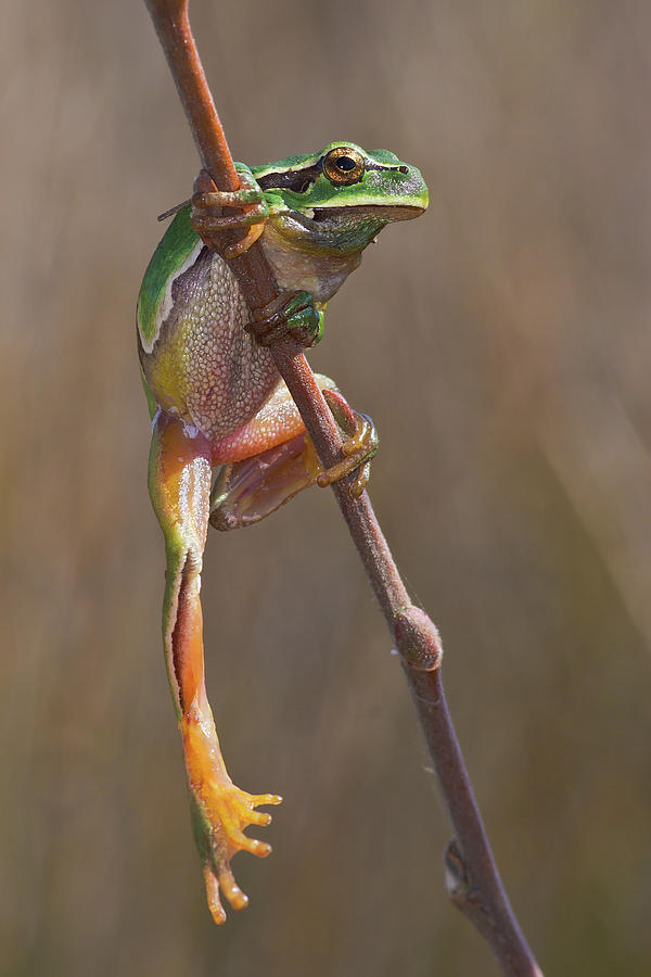 San Anton Frog Photograph by Santiago Mc