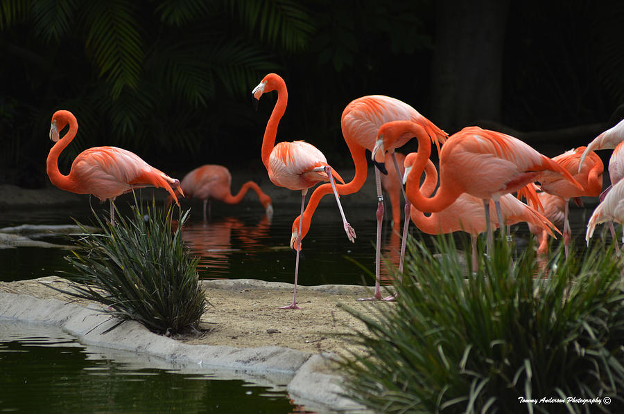 San Diego Flamingos Photograph by Tommy Anderson