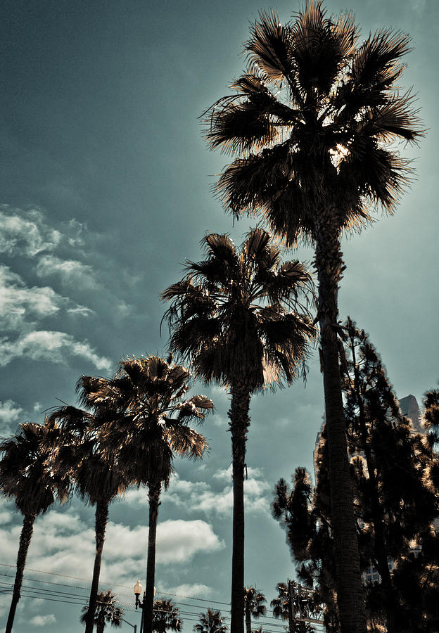 San Diego Palm Trees Photograph by Anthony Doudt