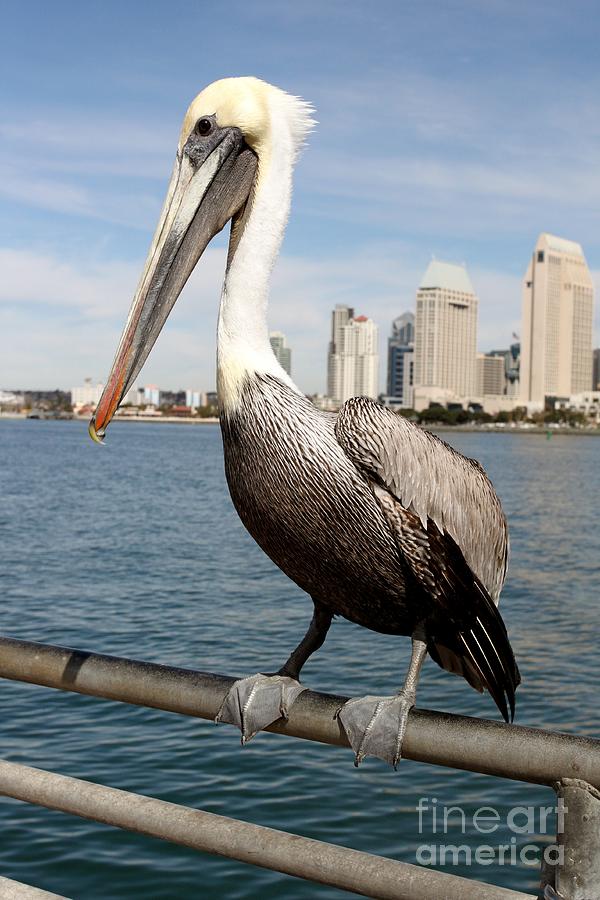 San Diego Pelican Photograph by Henrik Lehnerer