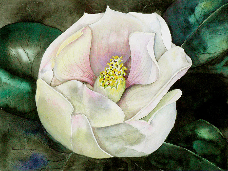 San Diego s Magnolia Painting by Pamela Shearer
