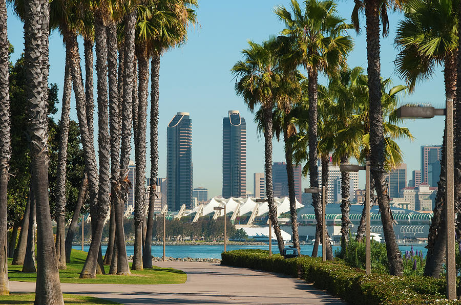 San Diego Skyline And Palm Trees Scene Photograph by Davel5957