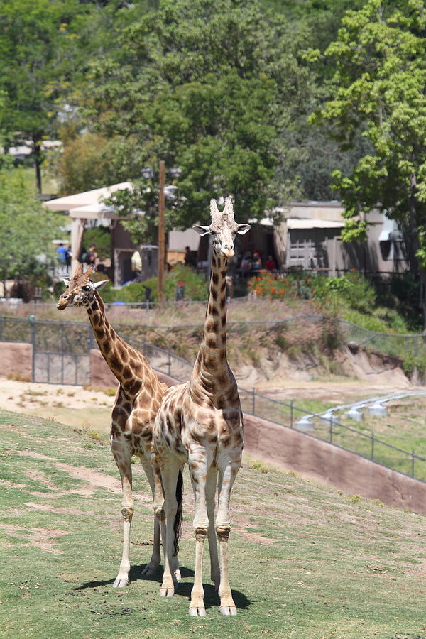 San Diego Zoo - 1212193 Photograph by DC Photographer