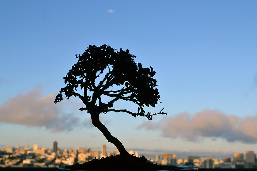 San Francisco Photograph - San Fran Bonsai by Bill Owen