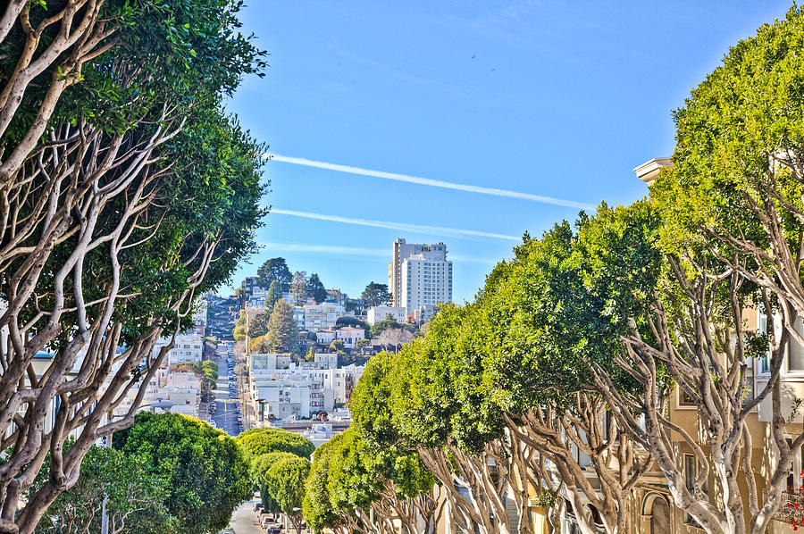 San Fran Crookedest Street with Crroked Trees ForegroundHDR Photograph by Matthew Bamberg