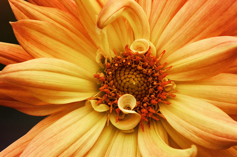 San Francisco Flower Photograph by Don Johnson