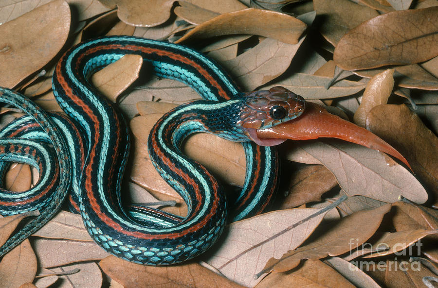 San Francisco Garter Snake Photograph by Gregory G. Dimijian, M.D.