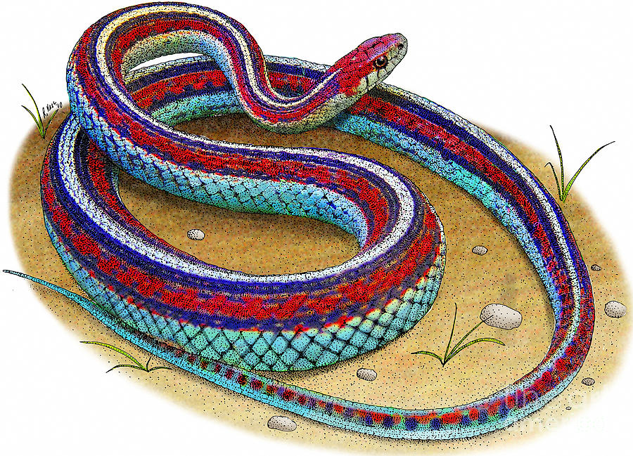 Snake Photograph - San Francisco Garter Snake by Roger Hall