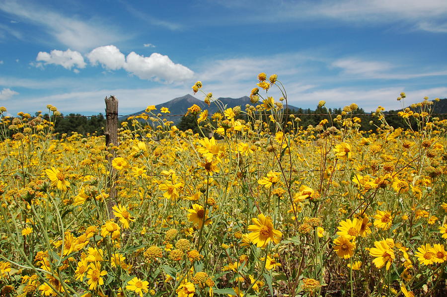 San Francisco Peaks Photograph