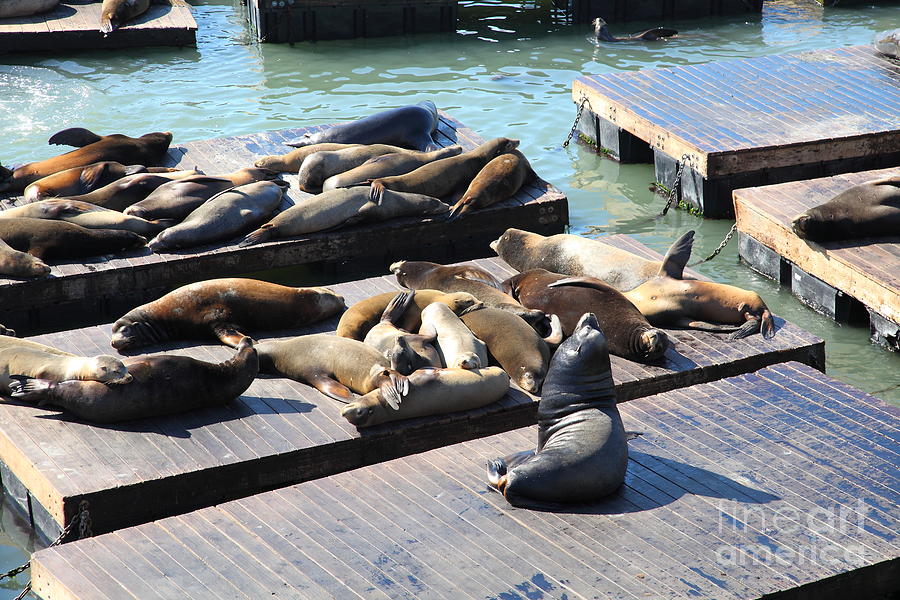 San Francisco Pier 39 Sea Lions 5D26113 Photograph by Wingsdomain Art and Photography