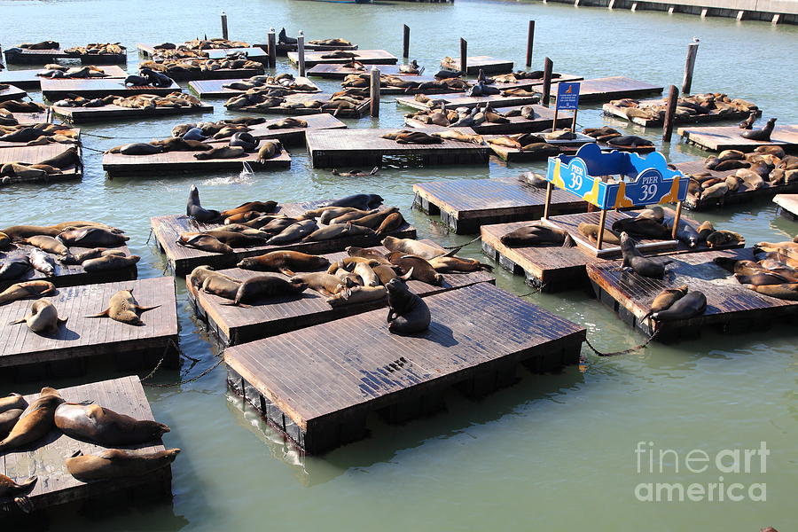 San Francisco Pier 39 Sea Lions 5D26115 Photograph by Wingsdomain Art and Photography