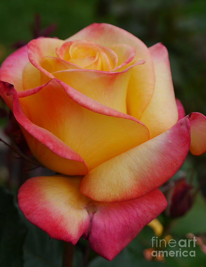 San Francisco Rose Garden Rose Photograph by Christiane Schulze Art And Photography