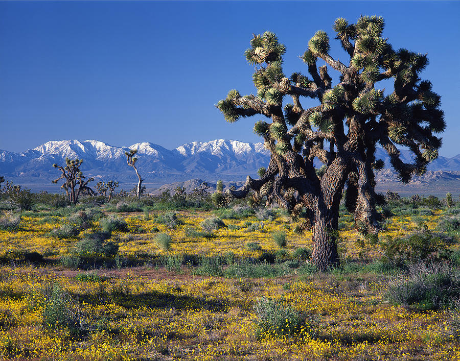 1B6804-San Gabriel Mnts from Antelope Valley  Photograph by Ed  Cooper Photography