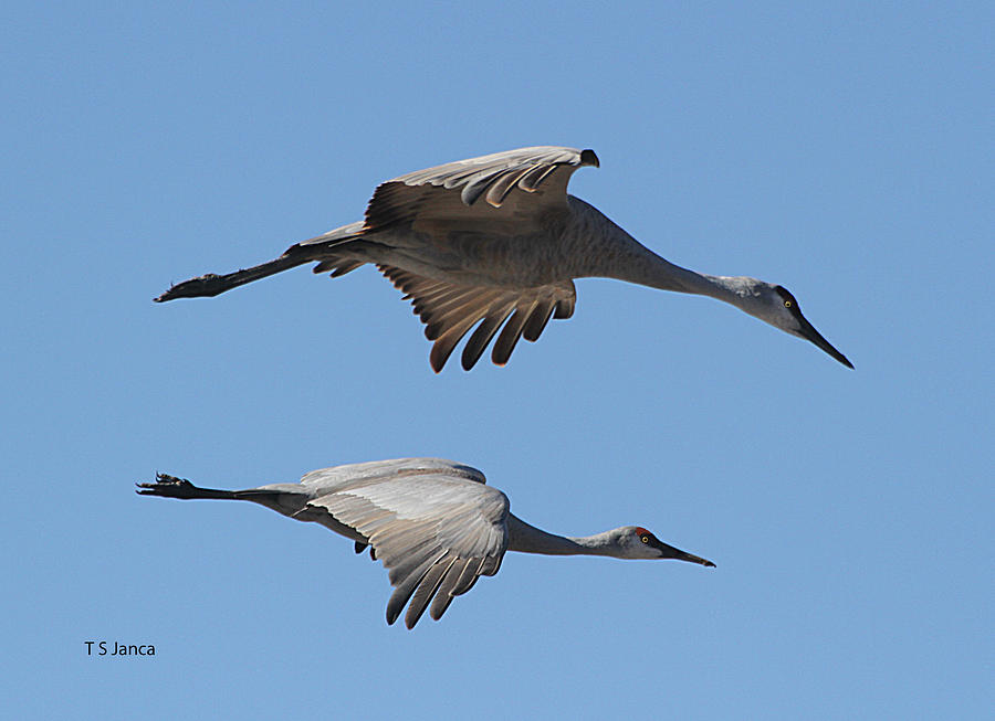 San Hill Cranes Love To Fly Photograph by Tom Janca