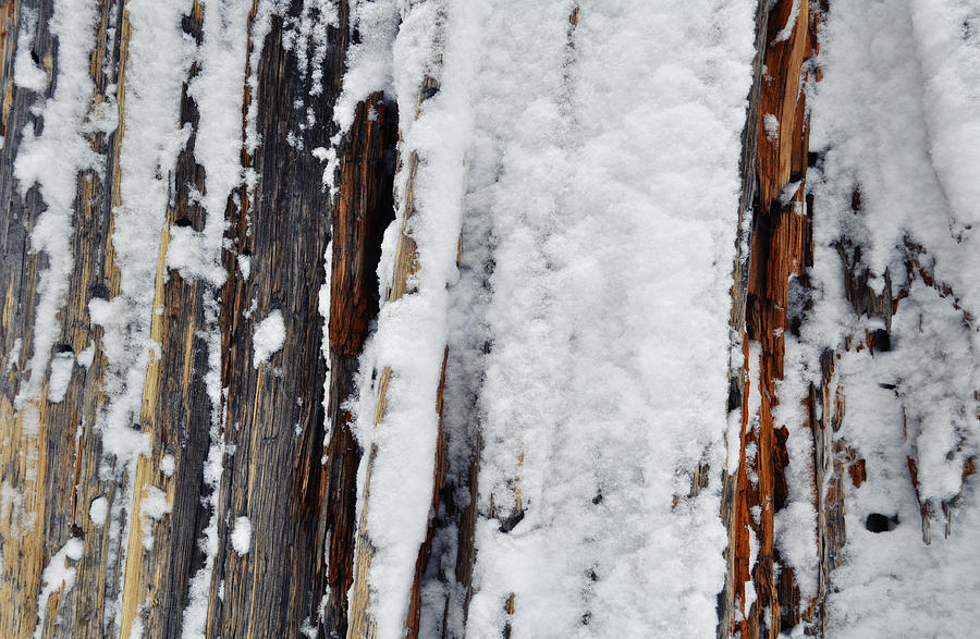 San Jacinto Bark Winter Wilderness Photograph by Kyle Hanson
