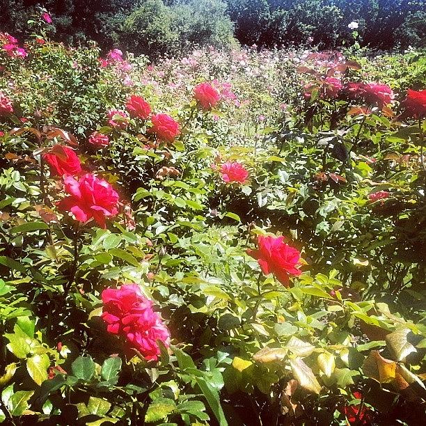 San Jose Rose Garden Photograph by Devon Haley