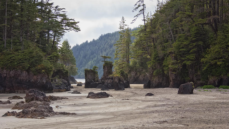 Nature Photograph - San Josef Bay Sea Stacks by Carrie Cole