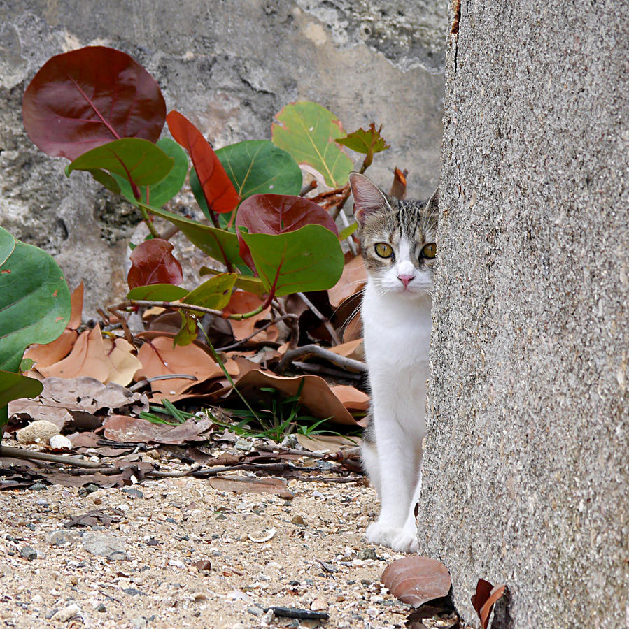 San Juan - Colonial Cat Photograph by Richard Reeve