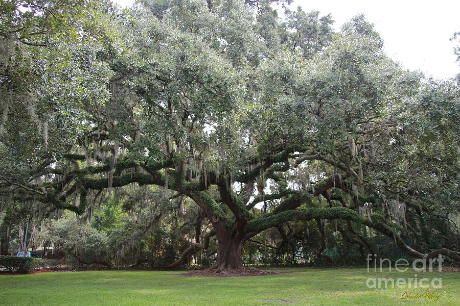 San Juan Oak Tree Photograph by Dodie Ulery