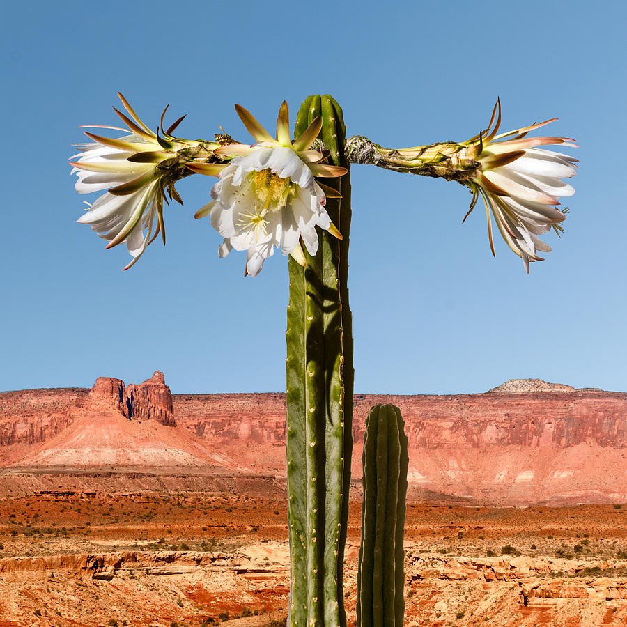 San Pedro Cactus Photograph by Nancy Strahinic