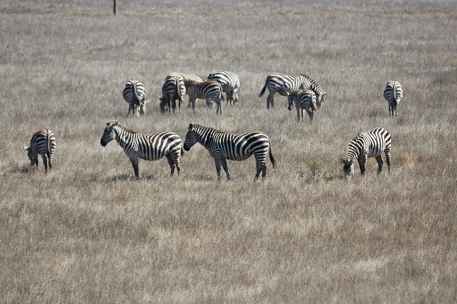 San Simeon Zebra Herd Photograph by Douglas Miller