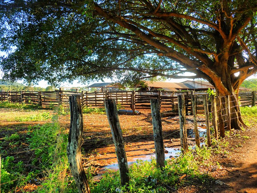 Farm Photograph - Sanctuary by Beto Machado
