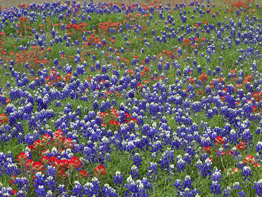 Sand Bluebonnet and Indian Paintbrush Photograph by Tim Fitzharris