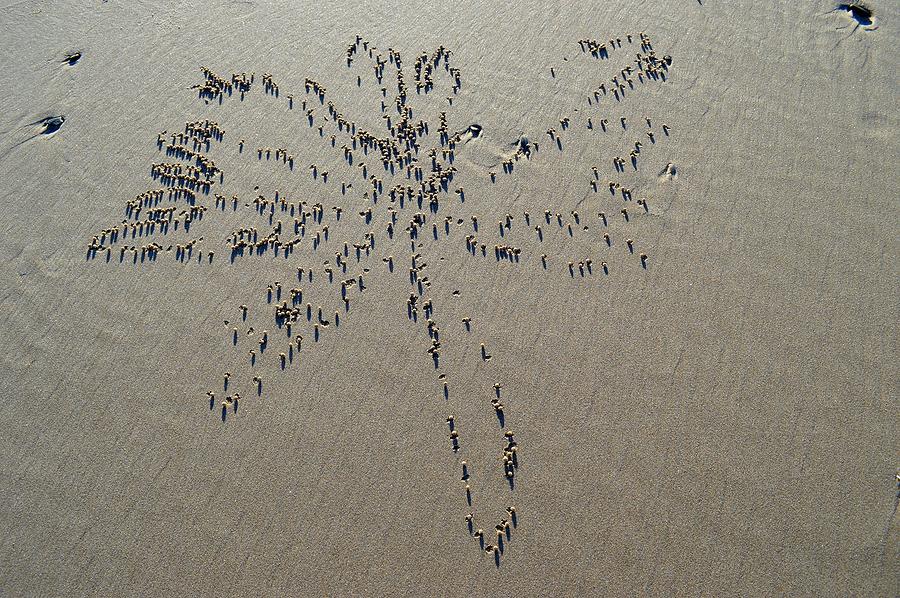 Natures Art - Dragonfly Sand Pattern Photograph by Jeremy Hall